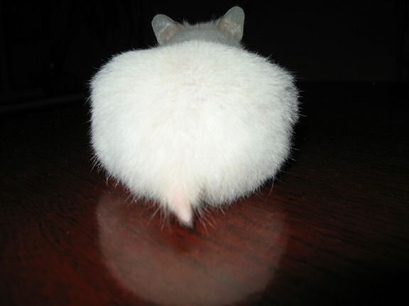 My hamster Lucy on the coffee table during a photoshoot.