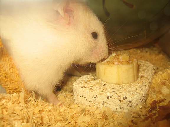 My hamster Lucy enjoying her Hamster-Banasplit/Cake.