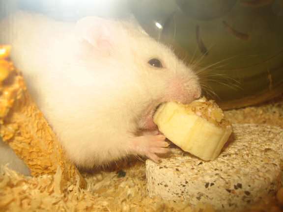 My hamster Lucy enjoying her Hamster-Banasplit/Cake.