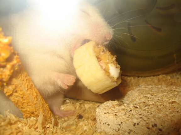 My hamster Lucy enjoying her Hamster-Banasplit/Cake.