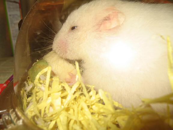 My hamster Lucy enjoying her Hamster-Banasplit/Cake.