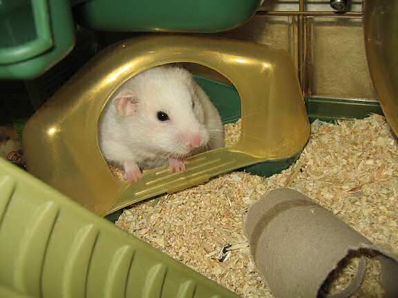 My hamster Lucy annoyed being photographed while in her bathroom.