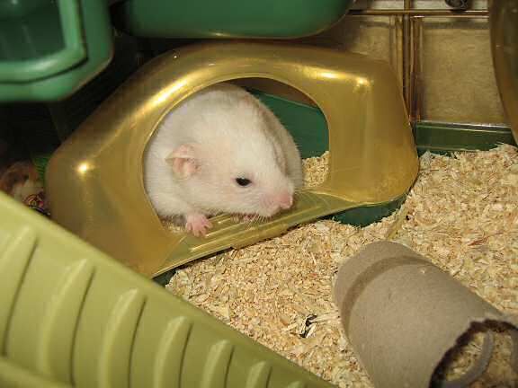 My hamster Lucy annoyed being photographed while in her bathroom.