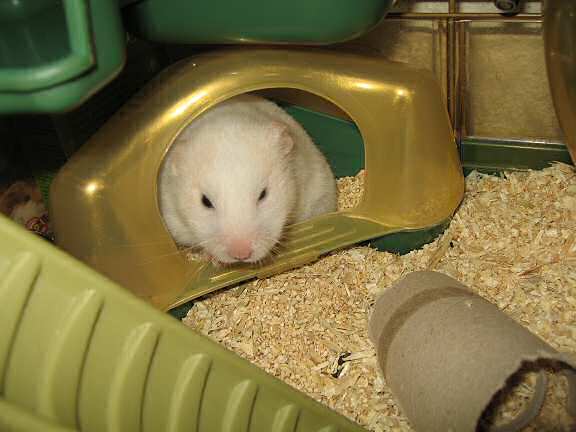 My hamster Lucy annoyed being photographed while in her bathroom.