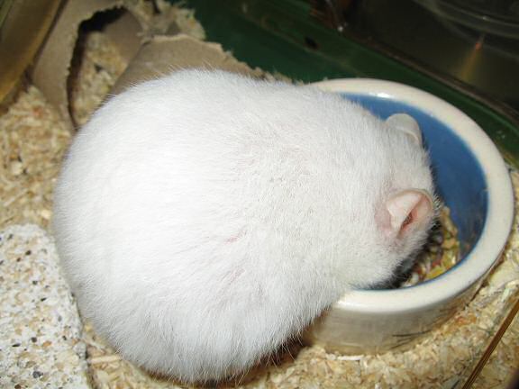 My hamster Lucy being fluffy.