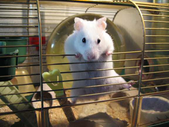 My hamster Lucy, wanting out of her cage.