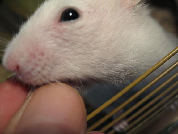 My hamster Lucy, having and enjoying her treat.