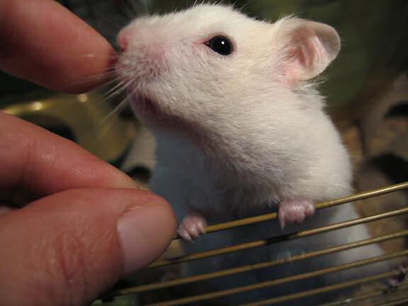 My hamster Lucy, having and enjoying her treat.
