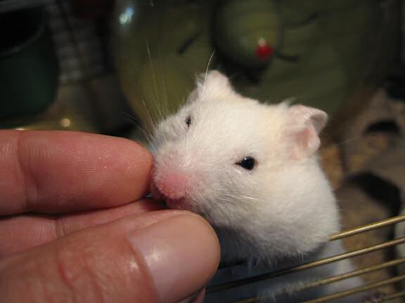 My hamster Lucy, having and enjoying her treat.