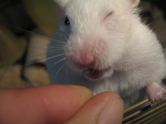 My hamster Lucy, having and enjoying her treat.
