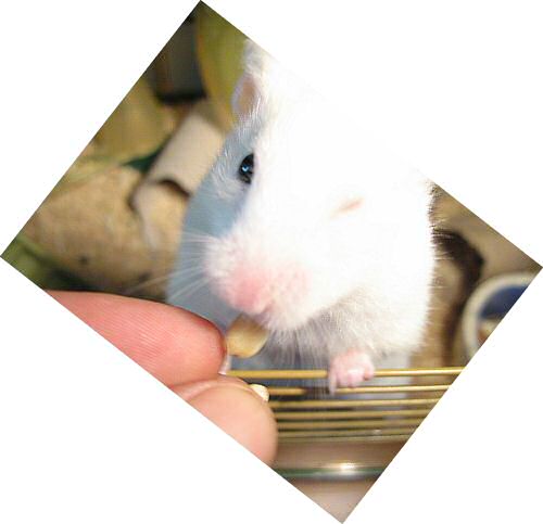 My hamster Lucy, just loving YOU!.