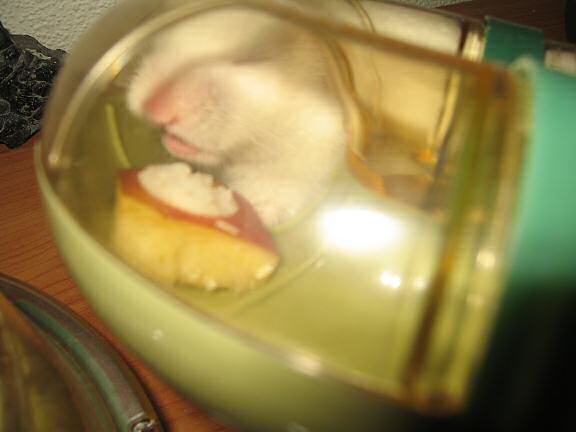 My hamster Lucy and the Apple-sushi I made for her.