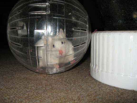 My hamster Lucy in her Explorer Ball!