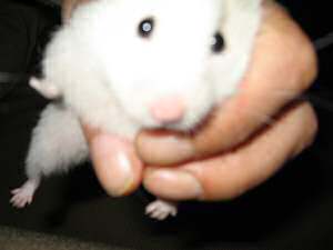 My hamster Lucy being handled by me.