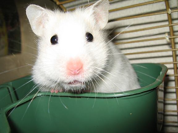 Previously unpublished photograph of my hamster Lucy (2.0).