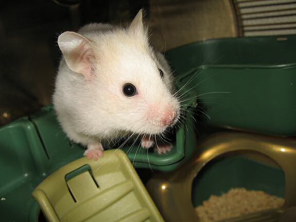 Previously unpublished photograph of my hamster Lucy (2.0).