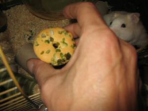My hamster Lucy having her first Vitakraft Donut.