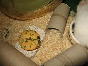 My hamster Lucy having her first Vitakraft Donut.