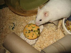 My hamster Lucy having her first Vitakraft Donut.