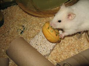 My hamster Lucy having her first Vitakraft Donut.