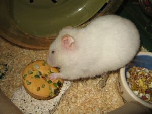 My hamster Lucy having her first Vitakraft Donut.