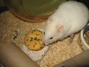 My hamster Lucy having her first Vitakraft Donut.