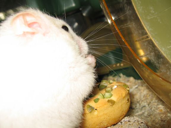 My hamster Lucy having her first Vitakraft Donut.