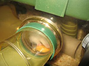 My hamster Lucy having her first Vitakraft Donut.