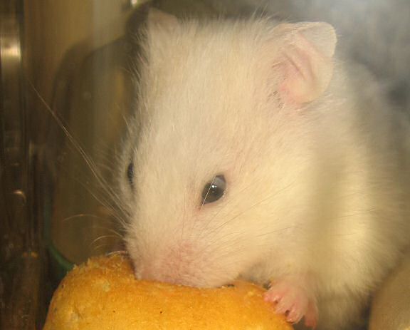 My hamster Lucy having her first Vitakraft Donut.