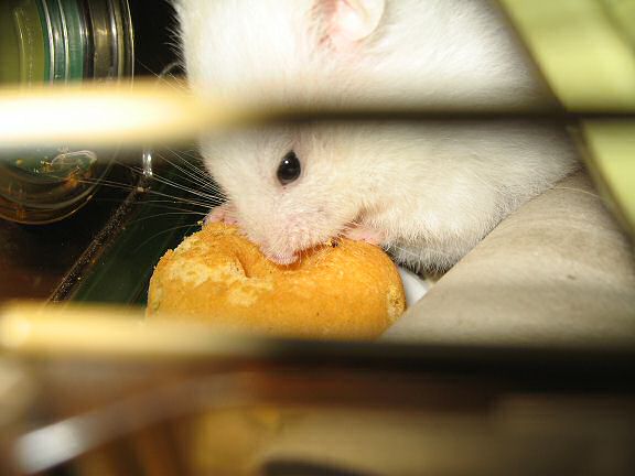 My hamster Lucy having her first Vitakraft Donut.