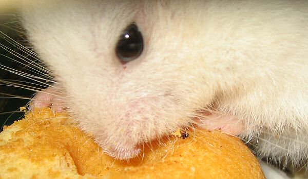 My hamster Lucy having her first Vitakraft Donut.