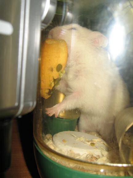 My hamster Lucy having her first Vitakraft Donut.