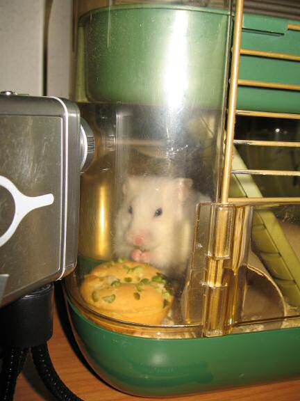 My hamster Lucy having her first Vitakraft Donut.