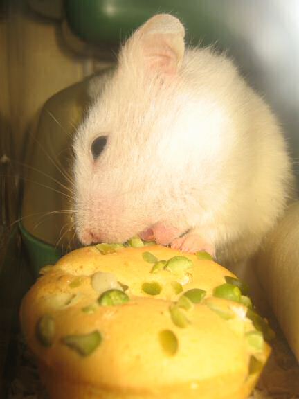 My hamster Lucy having her first Vitakraft Donut.