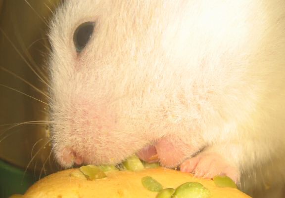 My hamster Lucy having her first Vitakraft Donut.