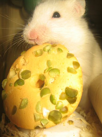 My hamster Lucy having her first Vitakraft Donut.