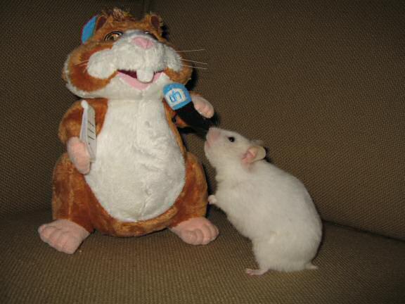 Previously unpublished photograph of my hamster Lucy (2.0).