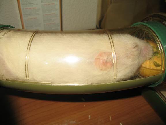 My hamster Lucy having her first Vitakraft Donut.