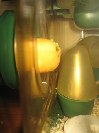 My hamster Lucy having her first Vitakraft Donut.