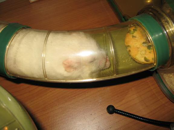 My hamster Lucy having her first Vitakraft Donut.