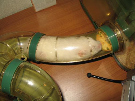 My hamster Lucy having her first Vitakraft Donut.