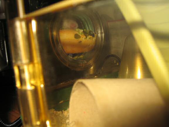 My hamster Lucy having her first Vitakraft Donut.