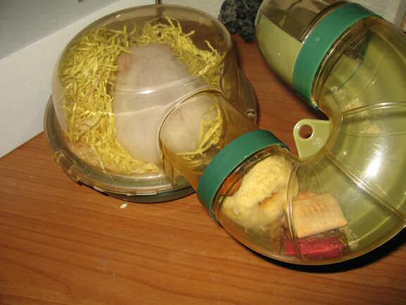 My hamster Lucy having her first Vitakraft Donut.