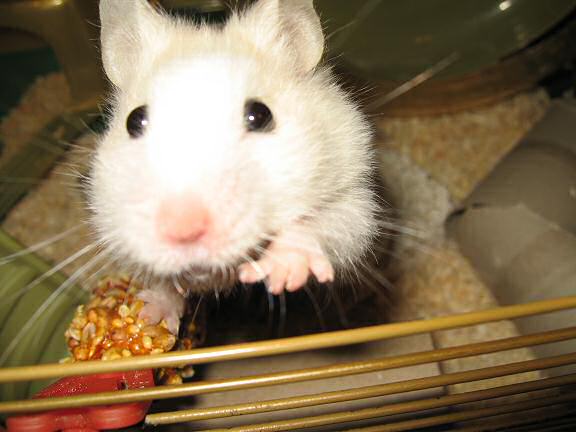 My hamster Lucy directing this photoshoot