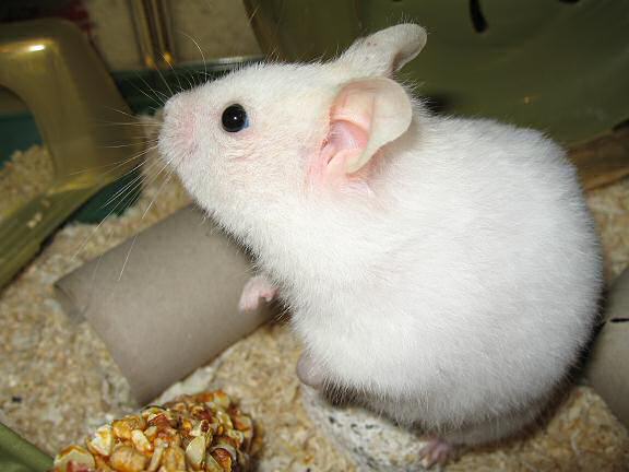 My hamster Lucy directing this photoshoot