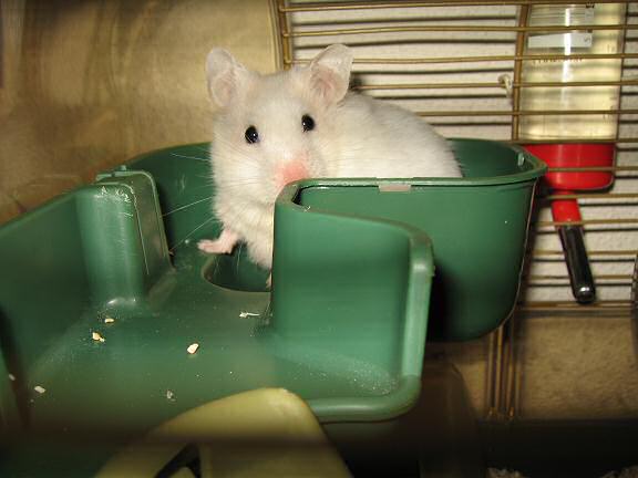 My hamster Lucy 'handling' Animal/Pet day!