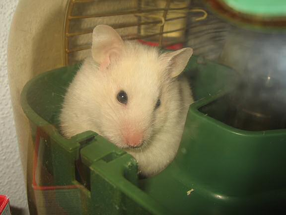 My hamster Lucy 'handling' Animal/Pet day!