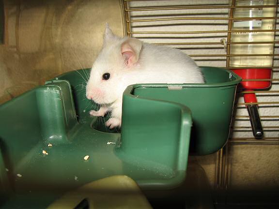 My hamster Lucy 'handling' Animal/Pet day!