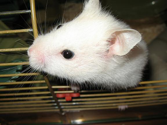 My hamster Lucy 'handling' Animal/Pet day!