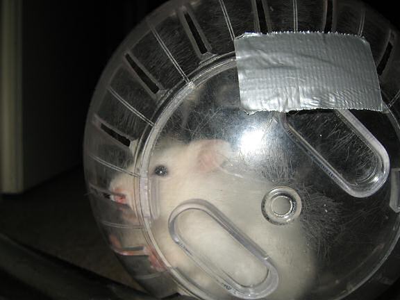 My hamster Lucy having fun in her Explorer Ball.